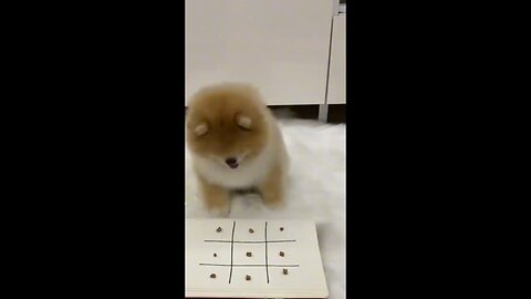 CUTE DOG PLAYING 🥰🥰🥰