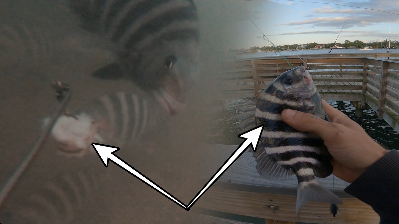 sheepshead fishing with underwater gopro