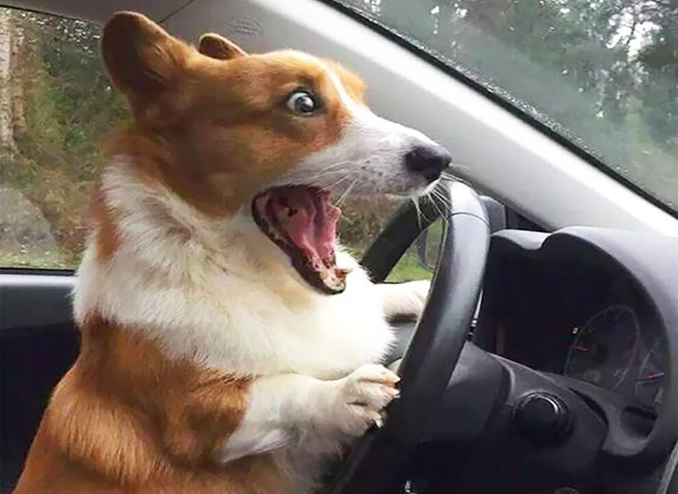 Funniest Animals ever. Relax with cute animals 2023