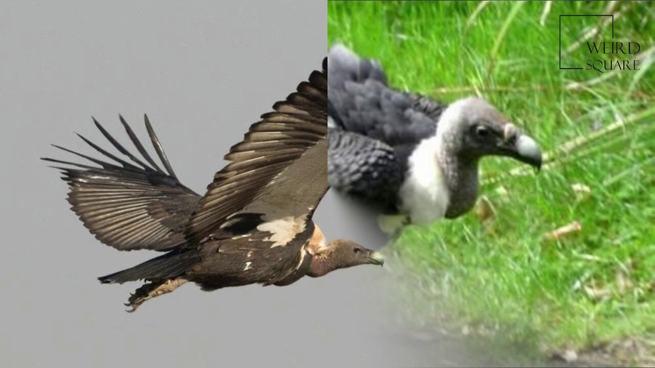 Interesting facts about white rumped vulture by weird square