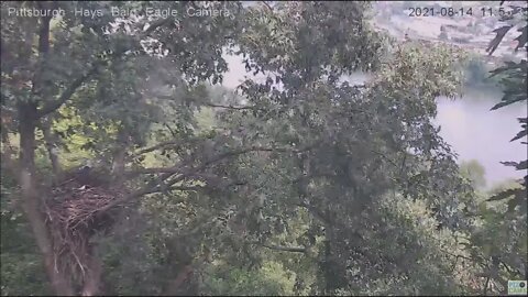 Hays Eagles Dad brings a stick to the nest tree and perches 8.14.21 11:54AM