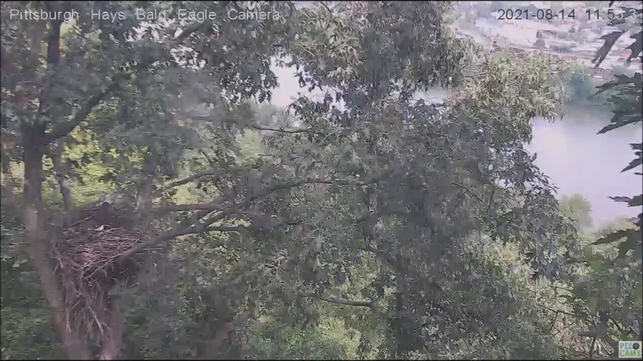 Hays Eagles Dad brings a stick to the nest tree and perches 8.14.21 11:54AM