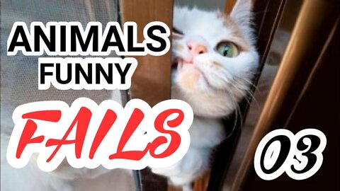 Funny animals fails/Funny videos/Funny animals reaction