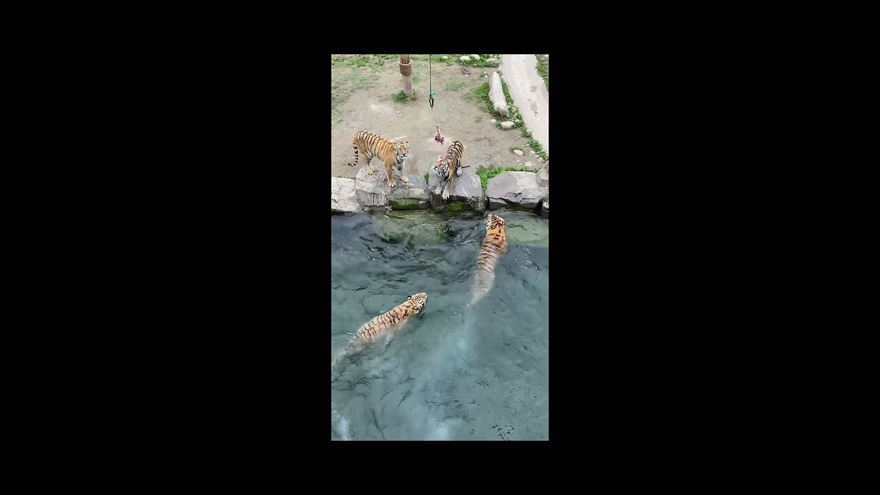 BIG CATS TRYING TO CATCH A MEAL.