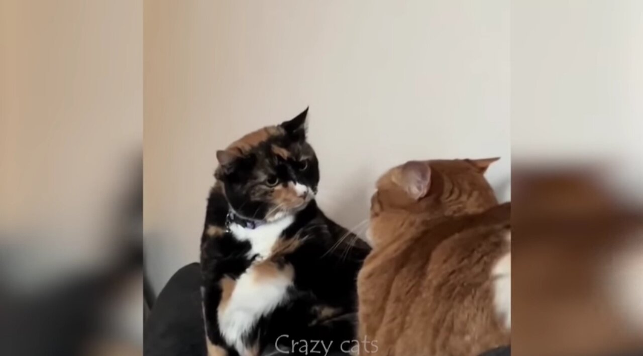 Cute and Funny video cats.animal video