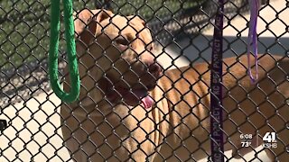 Overland Park repealing pit bull ban a 'tremendous win' for shelters