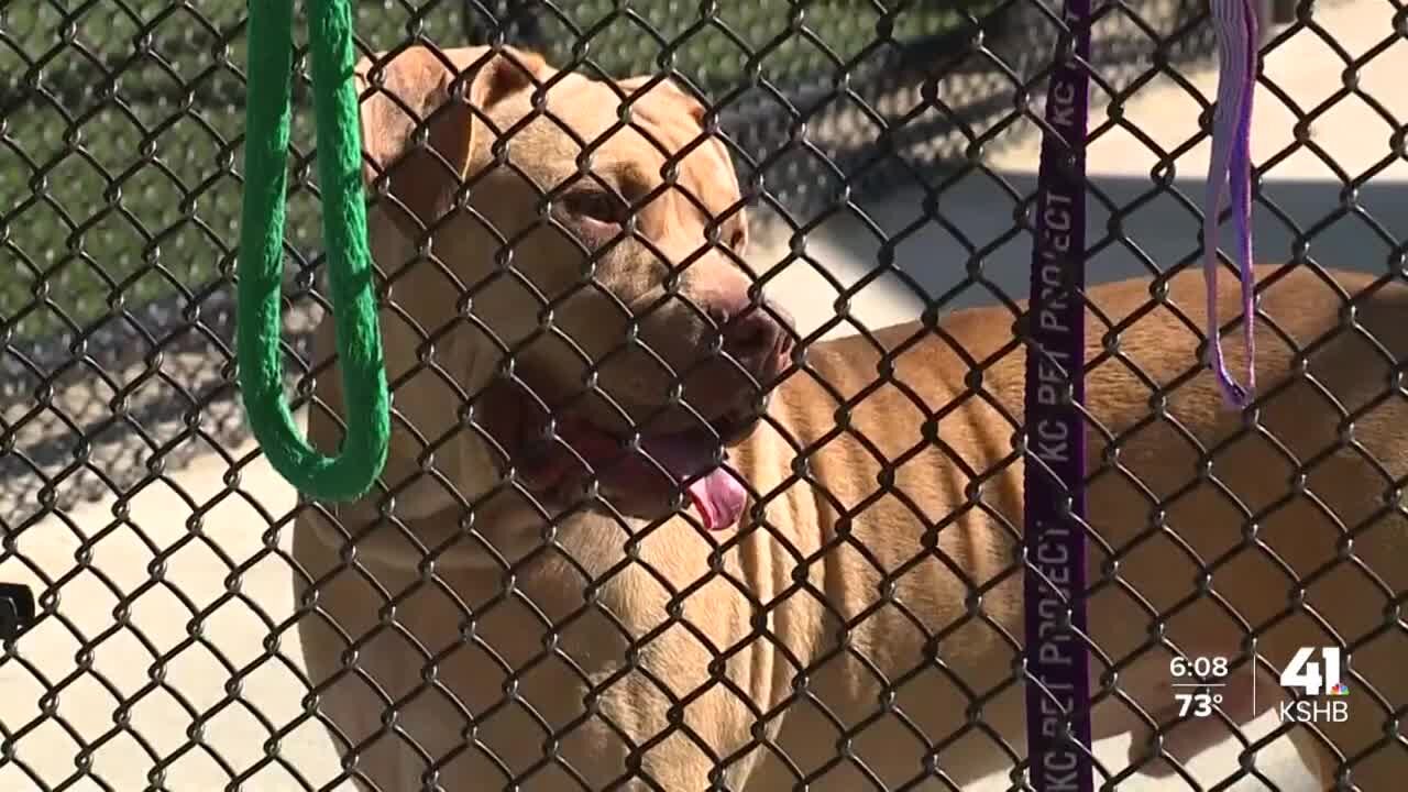 Overland Park repealing pit bull ban a 'tremendous win' for shelters