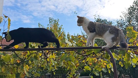 Feline Acrobatics: Cats Walking the Fence