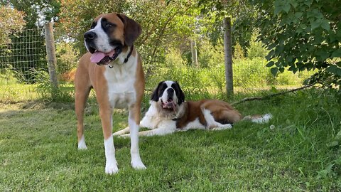 Puppy playtime- Norman is off leash again #dog #stbernard #greatdane