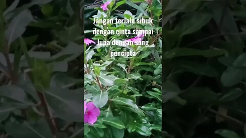 Jangan lupa dengan sang pencipta