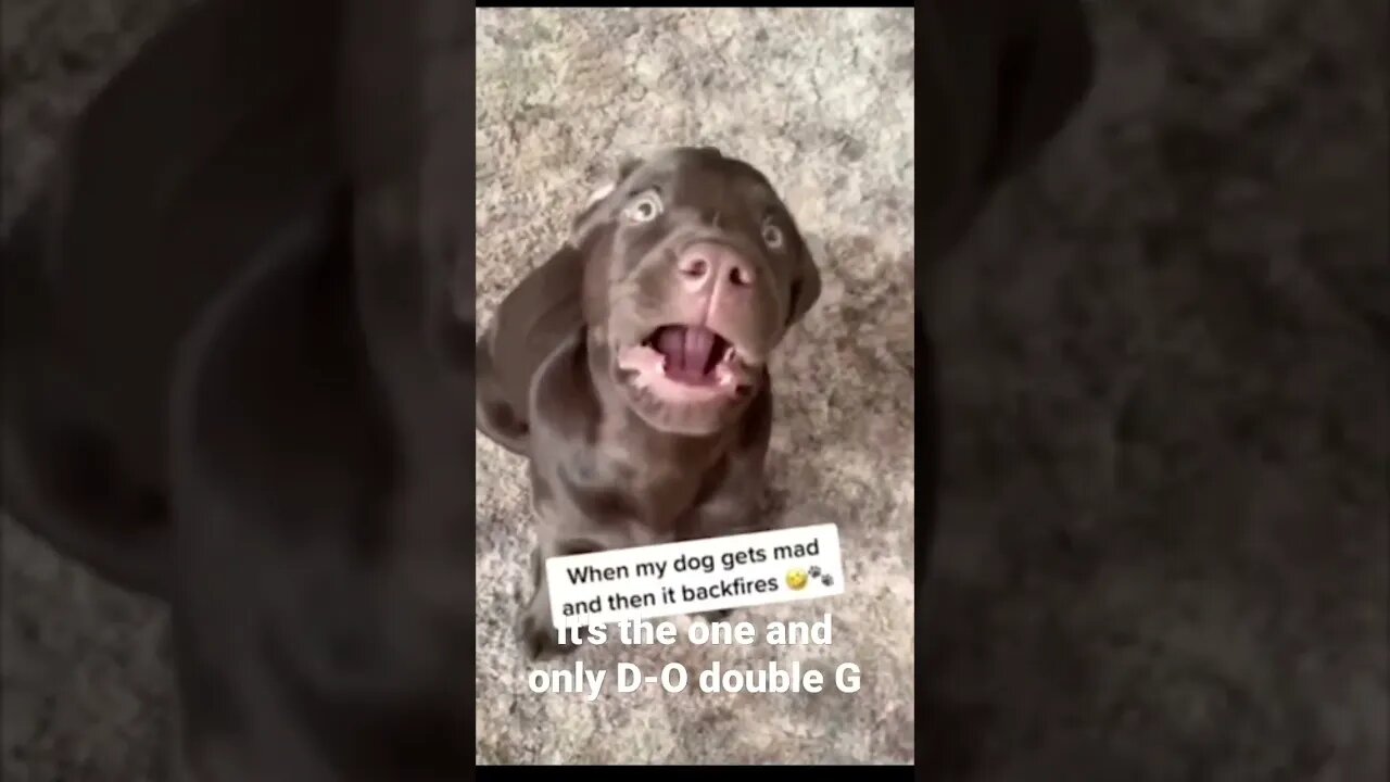 MEME is the one and only D-O double G #shorts