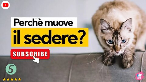 Perché il gatto muove il sedere prima di saltare?