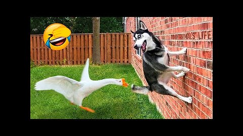 Try not to laugh🤣 Funny animals😹‖ #shorts #funnyvideos