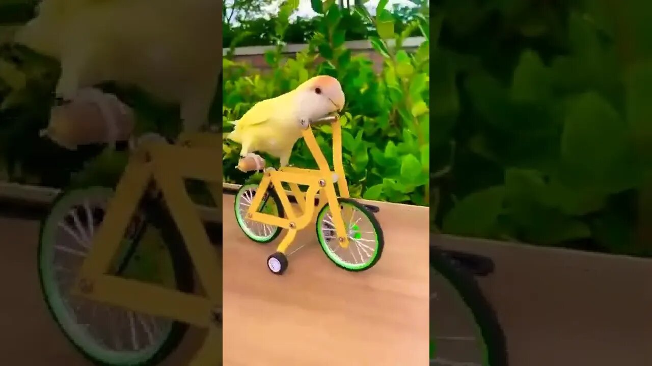 Beautifull trained bird