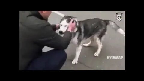 Bucha Doggo Reunited with Owner