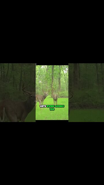 Making educated bets on trophy bucks #shorts #deer #hunting #deerhunting #bucks