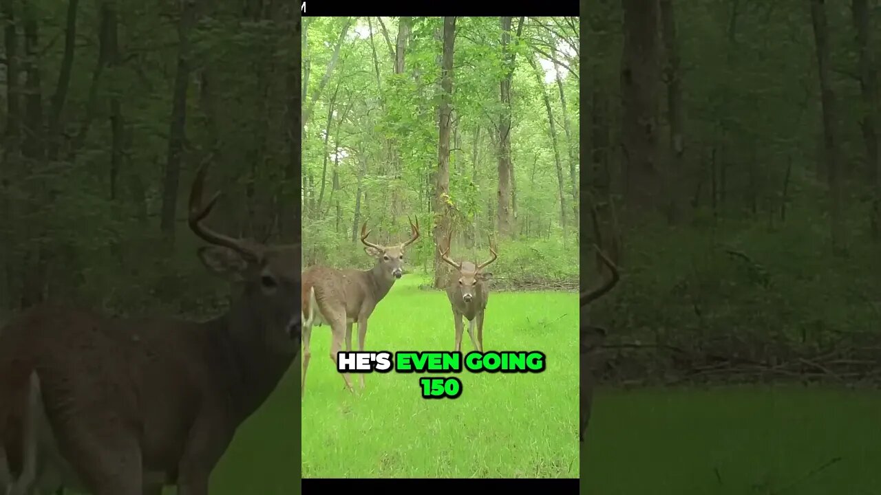 Making educated bets on trophy bucks #shorts #deer #hunting #deerhunting #bucks