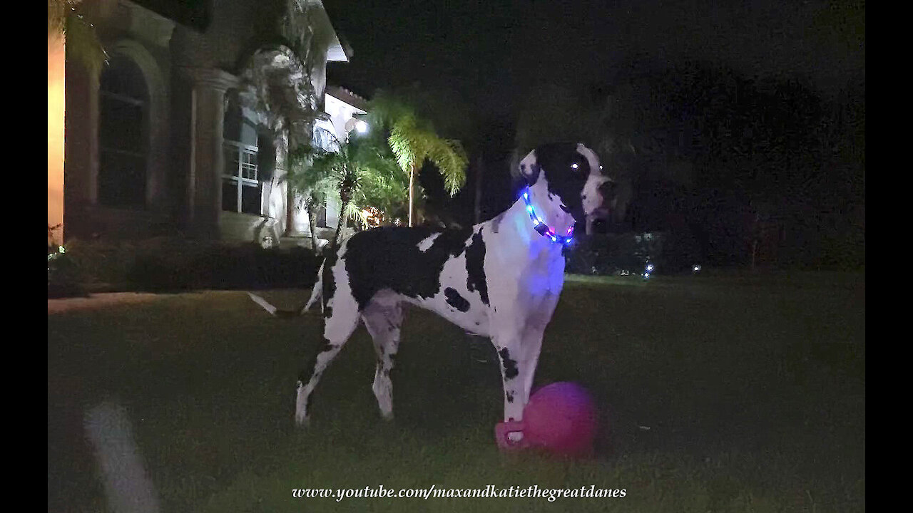 Lit Up Great Dane Has Fun Chasing Jolly Ball At Night