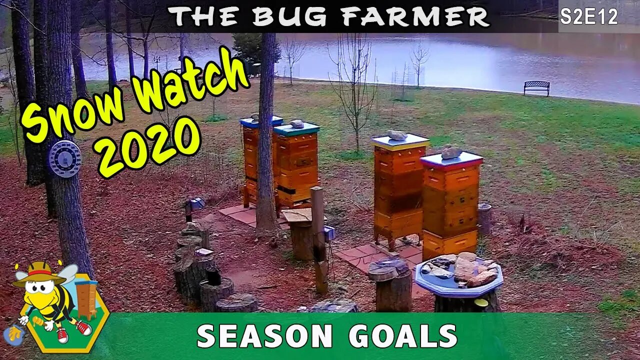 I Was Robbed! -- No snow today for the bees. Goals for 2020!