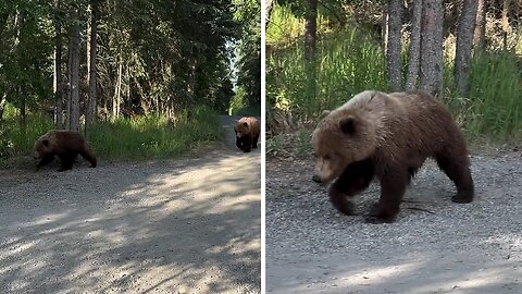 Panic-stricken people try to act cool in front of passing bears