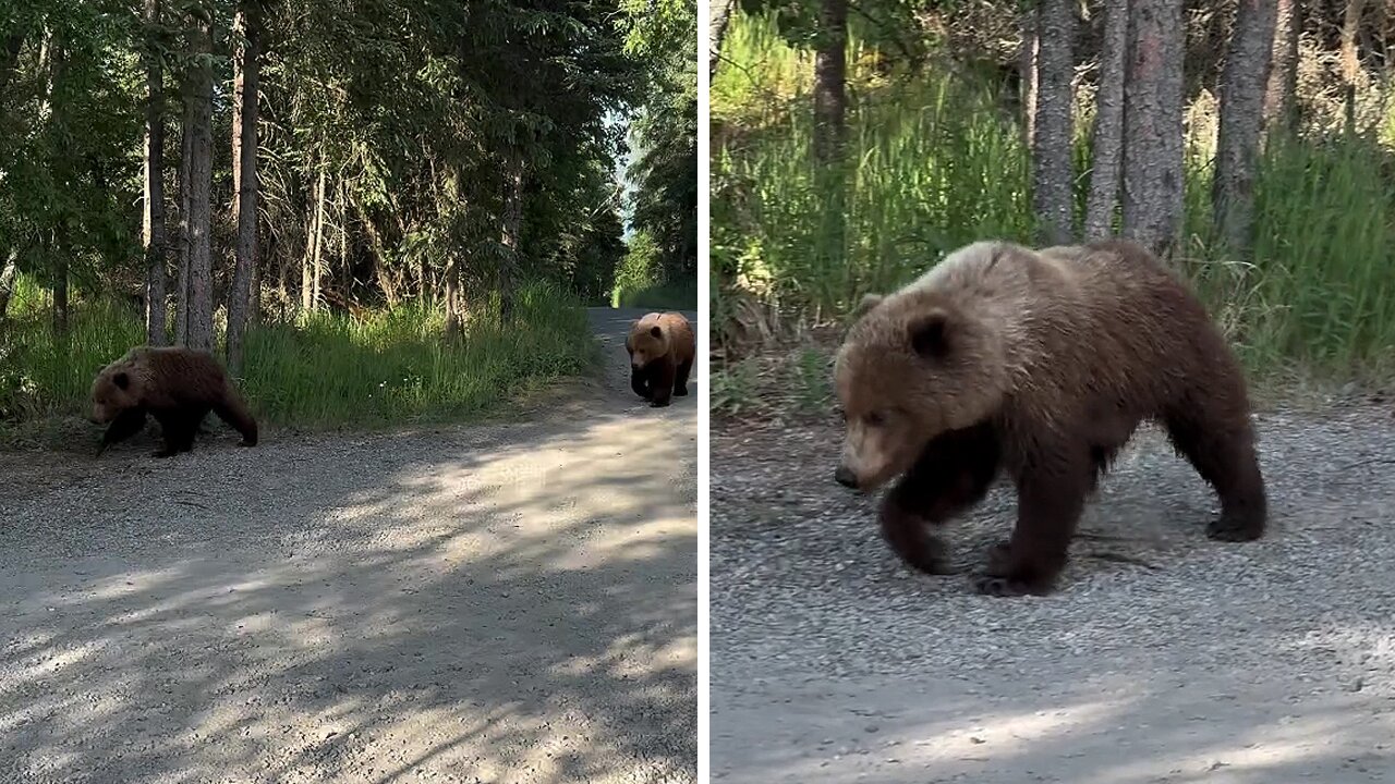 Panic-stricken people try to act cool in front of passing bears