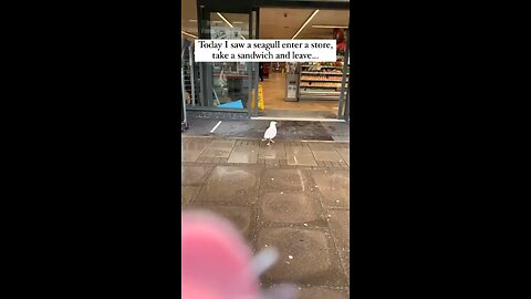 A seagull inter in the shopping mall eat…