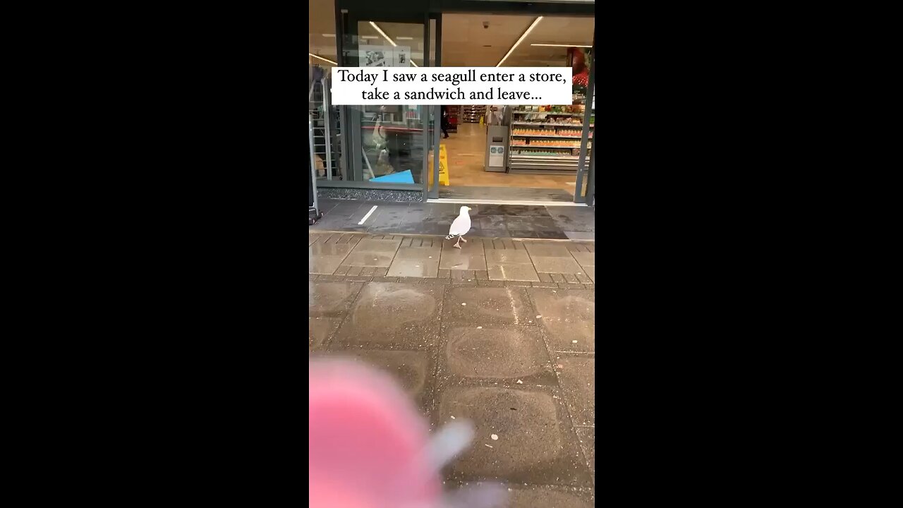 A seagull inter in the shopping mall eat…