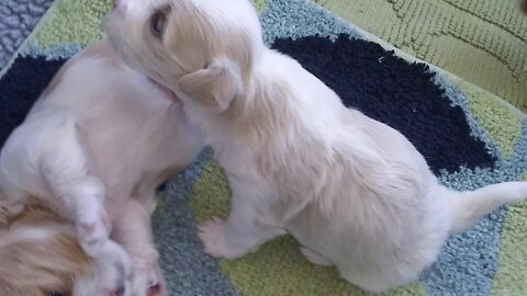 D Litter 2 weeks 5 days old