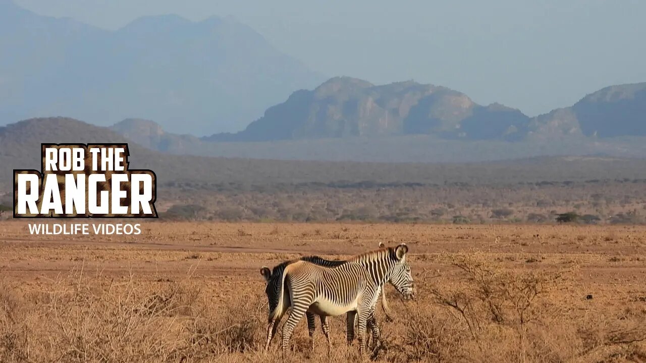 Grévy's Zebra And Beautiful Scenery | Buffalo Springs | Zebra Plains On Tour