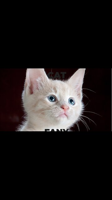 Cat videos | Fanny cat | Kitty cat video