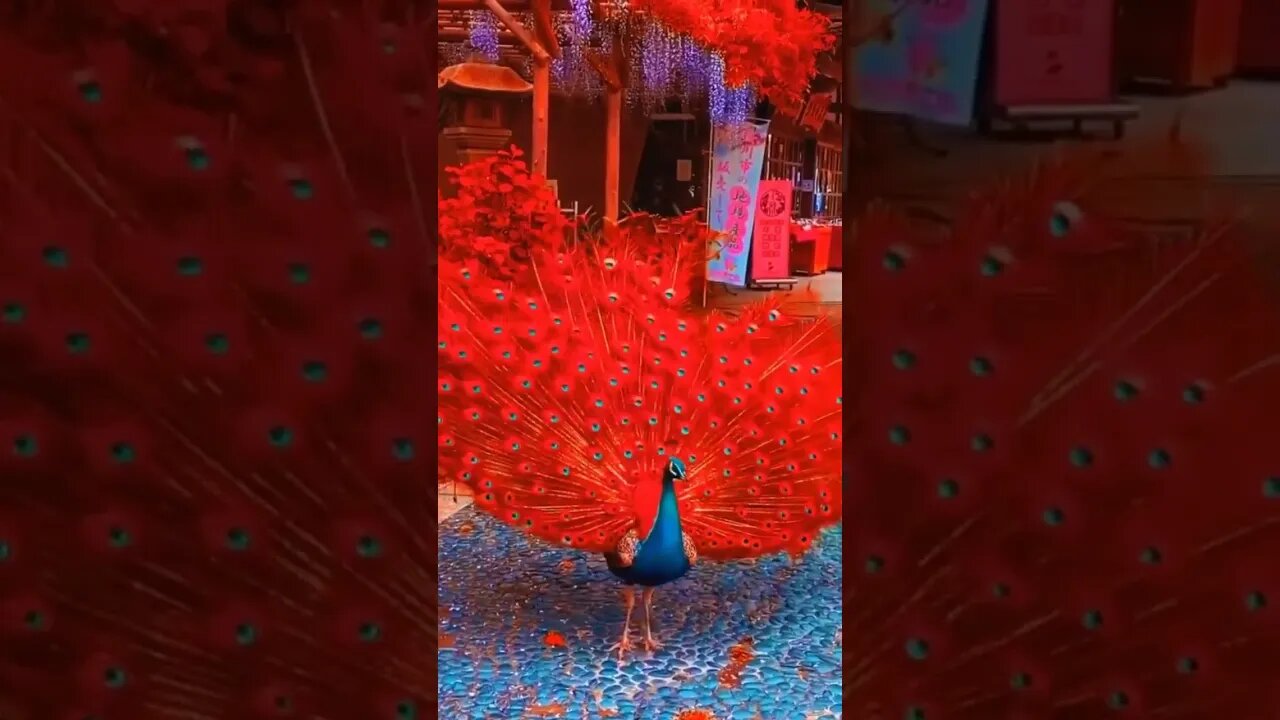 Red Peacock #beautifulbirds #shortsvideo #viral