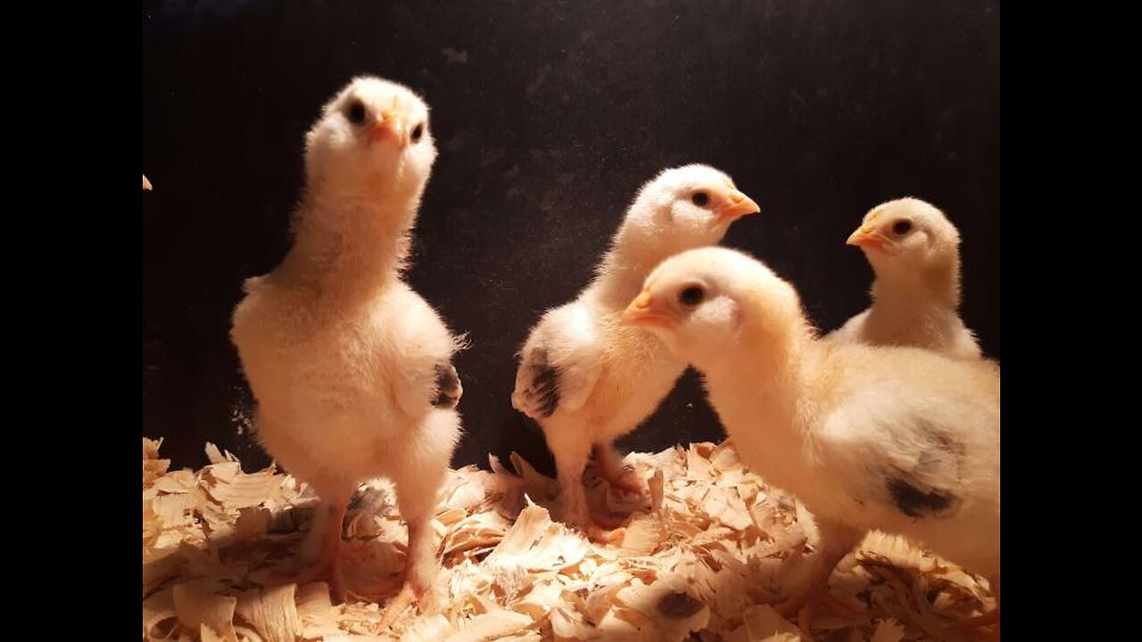 Hatch Day for Our Chicks