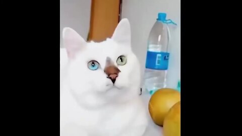 Смешные и прикольные видео с котами, собаками и другими животными