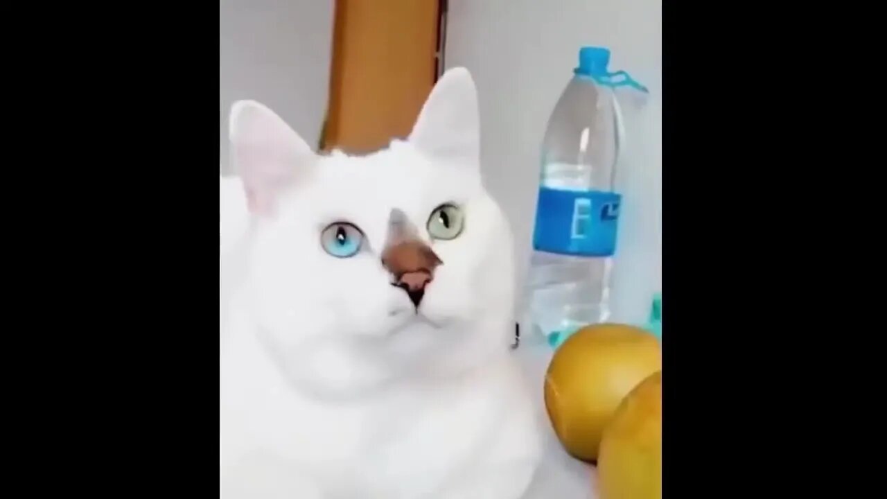 Смешные и прикольные видео с котами, собаками и другими животными
