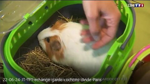 Animaux domestiques: comment les faire garder cet été ?