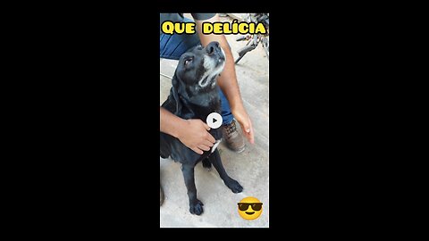 OLHA O QUE ELE FEZ COM O CACHORRO | LOOK WHAT HE DID THE DOG 🤣