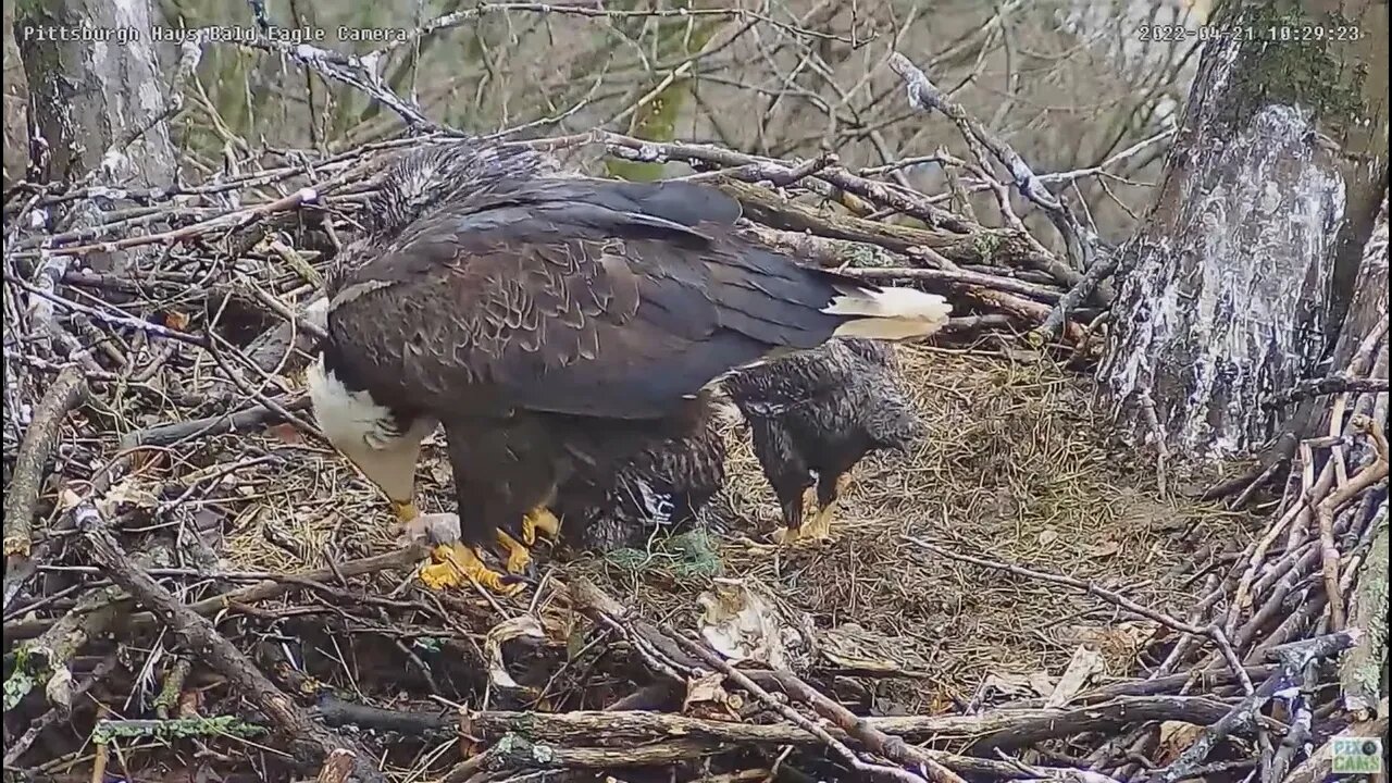 Hays Bald Eagles H18 stands after PS 4.21.22 10:28:50