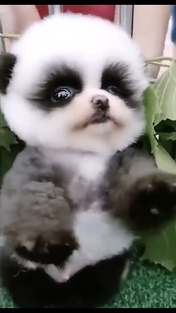 Cutest Baby Animal on Earth 😍 | Heart Warming Babies 💖