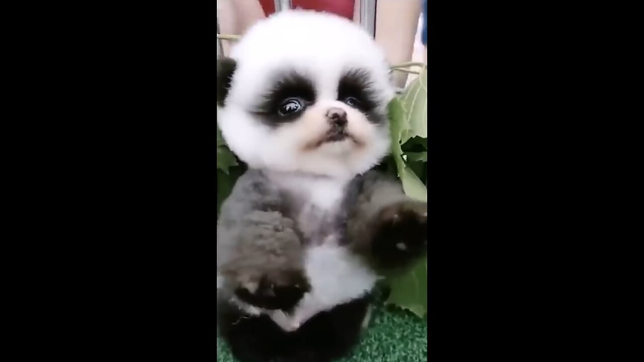 Cutest Baby Animal on Earth 😍 | Heart Warming Babies 💖