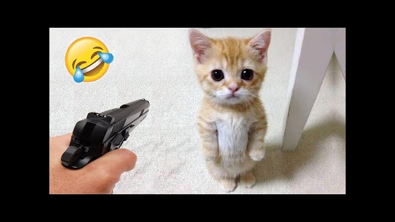 Funny Cats and Dogs 🐱🐶 | Funny Animal Videos