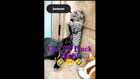 Cat VS Duck Funny Fight.🤣🤣