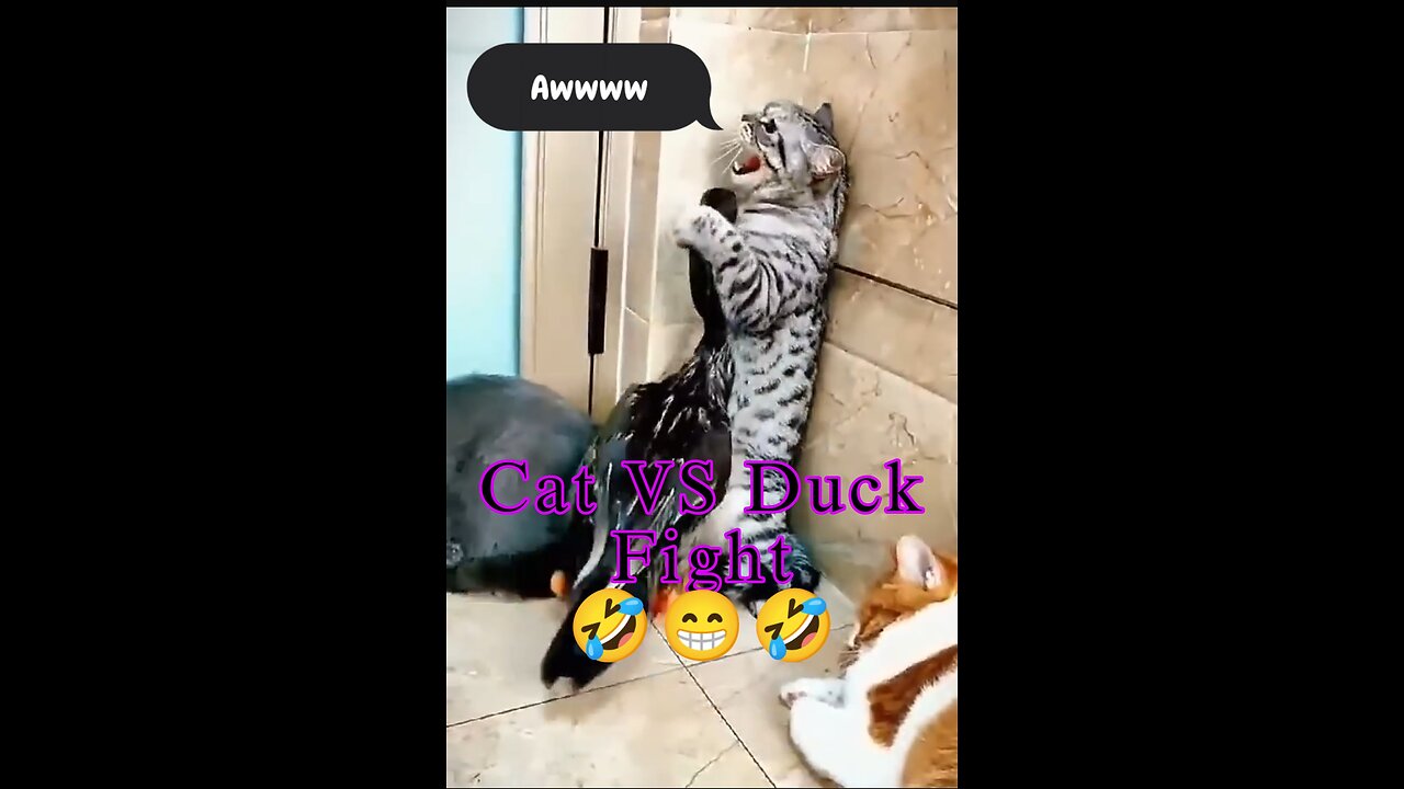 Cat VS Duck Funny Fight.🤣🤣