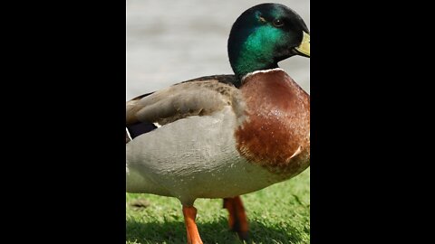duck natrual video
