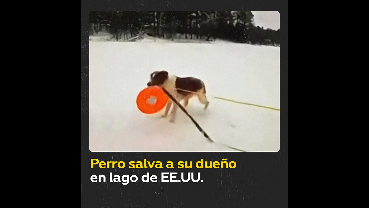 Perro ayuda a salvar a un hombre que cayó en un lago congelado en EE.UU.