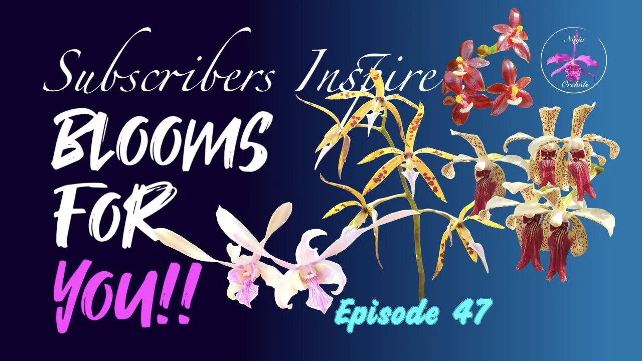 SUBSCRIBERS INSPIRE| You color my life | Blooms for YOU! Episode 47 🌸🌺🌼💐#Orchids #OrchidsinBloom