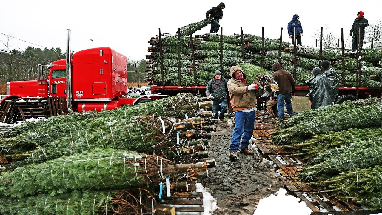 How Christmas Tree Farming and Harvesting - Christmas Tree Farm - Christmas Tree Cultivation