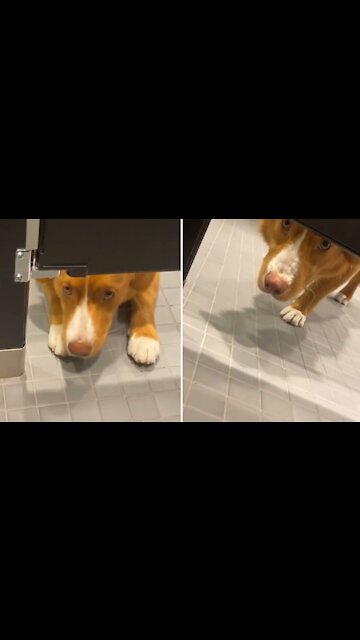 Puppy stares at stranger from underneath stall in public bathroom