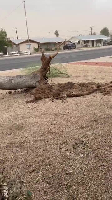 Sun City tree down video by Vickie Kirsch