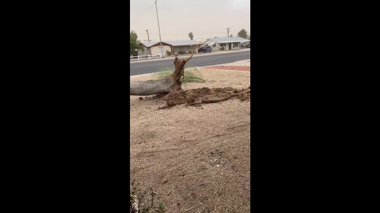 Sun City tree down video by Vickie Kirsch