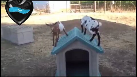 jumping in this baby goat videos compilation.